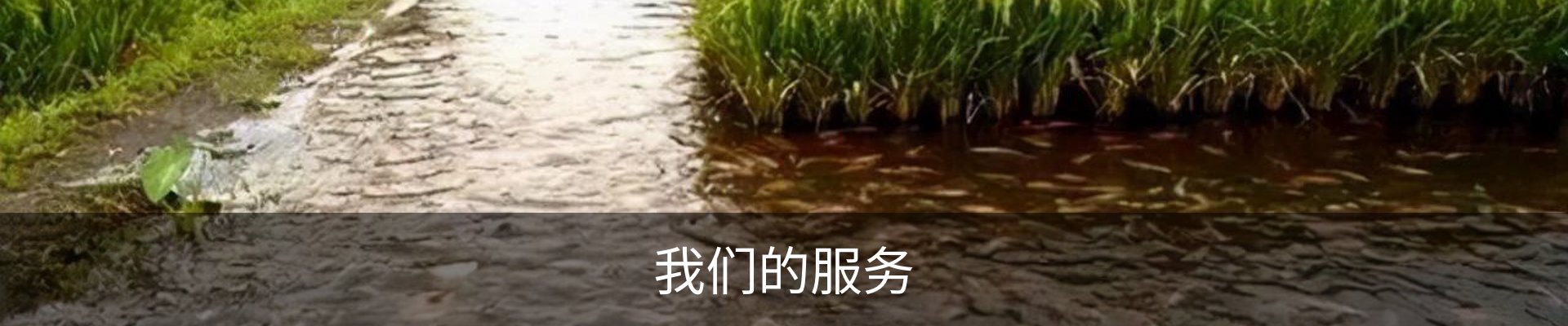 我们的服务